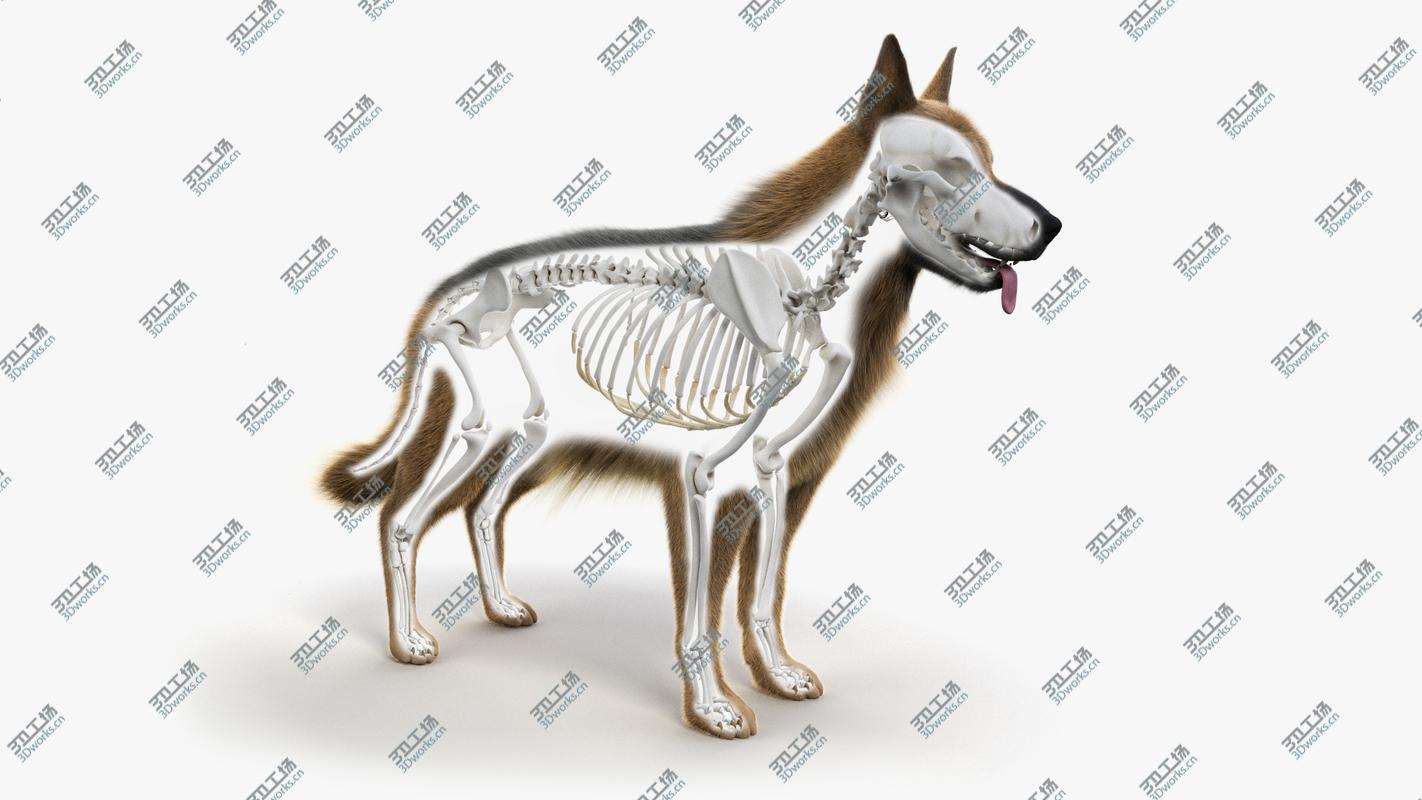 images/goods_img/2021040163/Dog Skin And Skeleton 3D/3.jpg